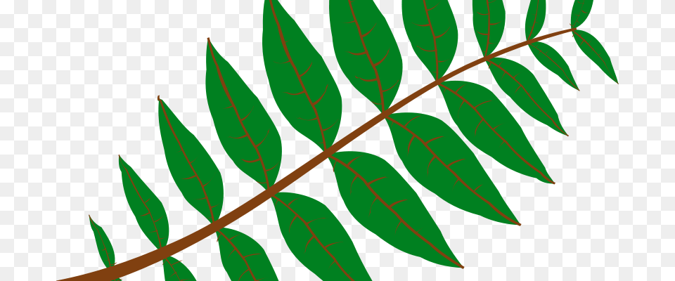 Cemkalyoncu Pinnate Leaf, Plant, Vegetation, Green, Tree Png Image
