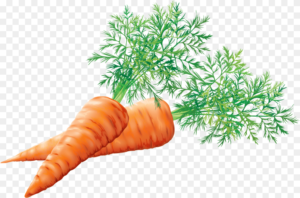 Cenoura Tubrculos, Carrot, Food, Plant, Produce Free Transparent Png