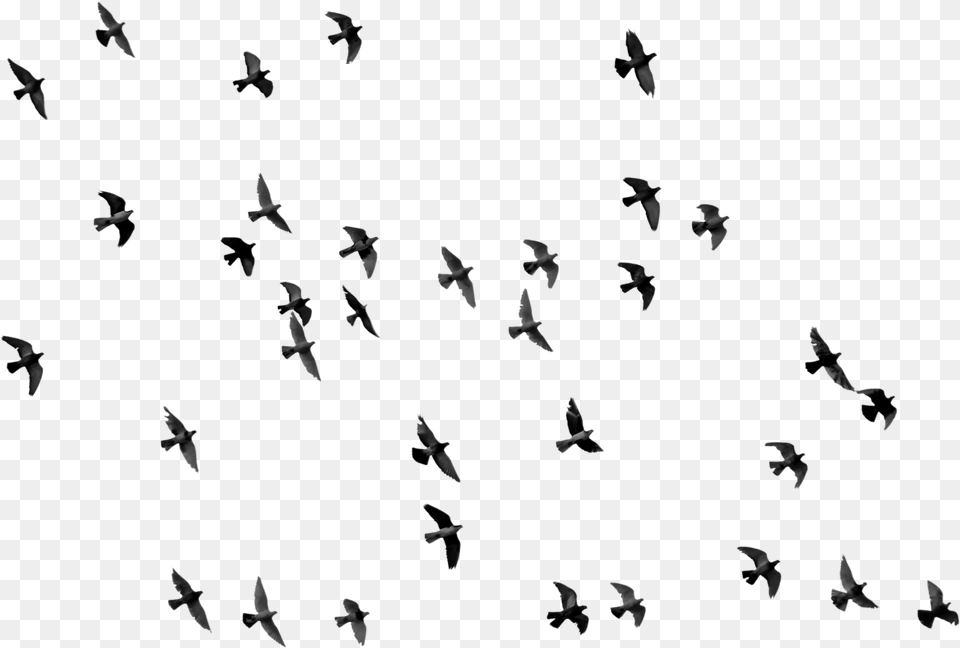 Censor Bar, Animal, Bird, Flock, Flying Png