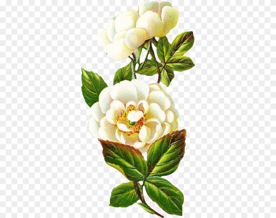Centifolia Roses Flower Petal Vintage Magnolia Flower Clipart Vintage Flores, Leaf, Plant, Dahlia, Anemone Png