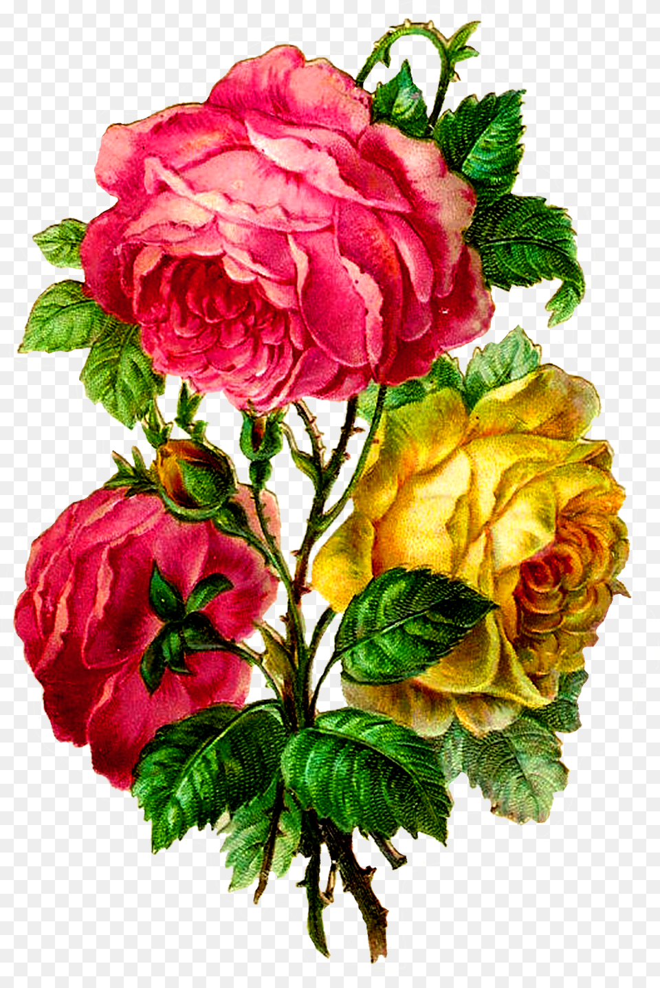 Centifolia Roses Paper Flower Bouquet Rose, Plant, Pattern, Graphics, Art Free Transparent Png