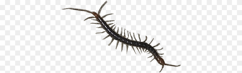 Centipede, Animal, Insect, Invertebrate Free Png