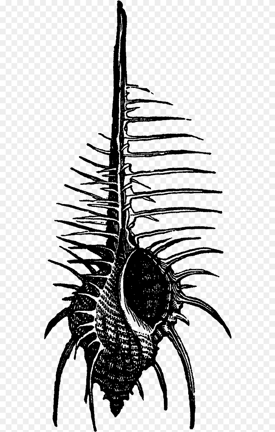 Centipede, Art, Drawing Png Image