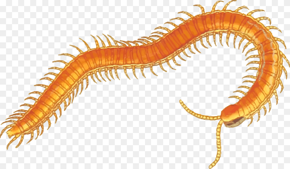 Centipede, Animal, Dinosaur, Reptile, Invertebrate Free Png Download