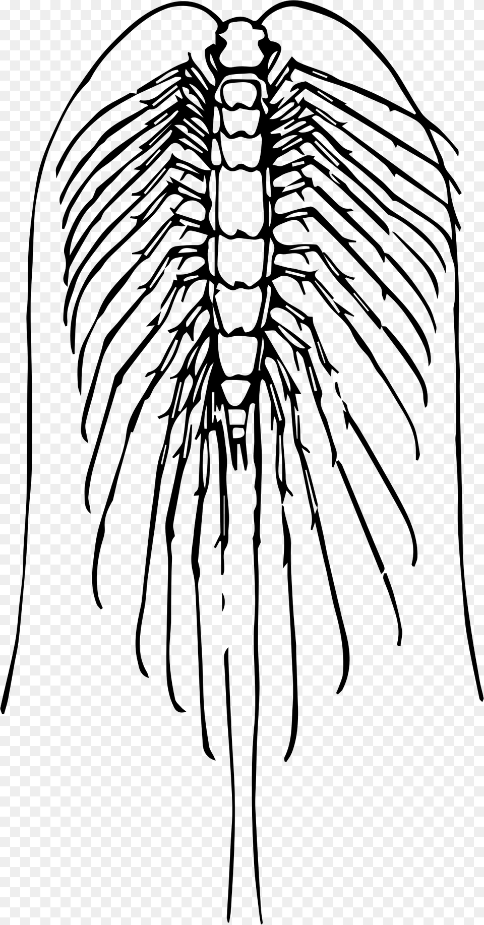 Centipede, Gray Free Png