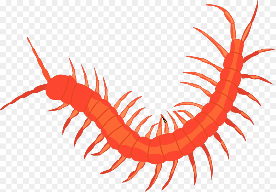 Centipede, Animal, Food, Invertebrate, Lobster Free Png