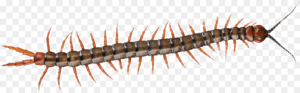 Centipede Centipede No Background, Animal, Insect, Invertebrate, Worm Free Transparent Png