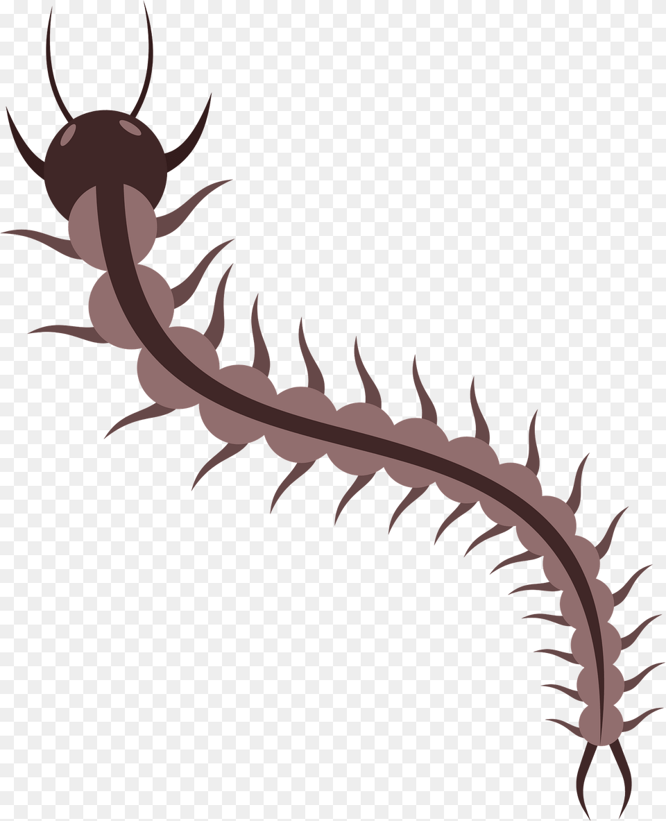 Centipede Clipart, Animal, Invertebrate, Worm Free Transparent Png