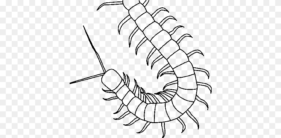 Centipede Coloring Pages, Gray Free Png