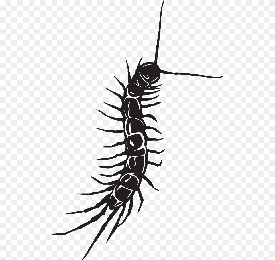 Centipede Decal, Animal, Insect, Invertebrate Free Png Download