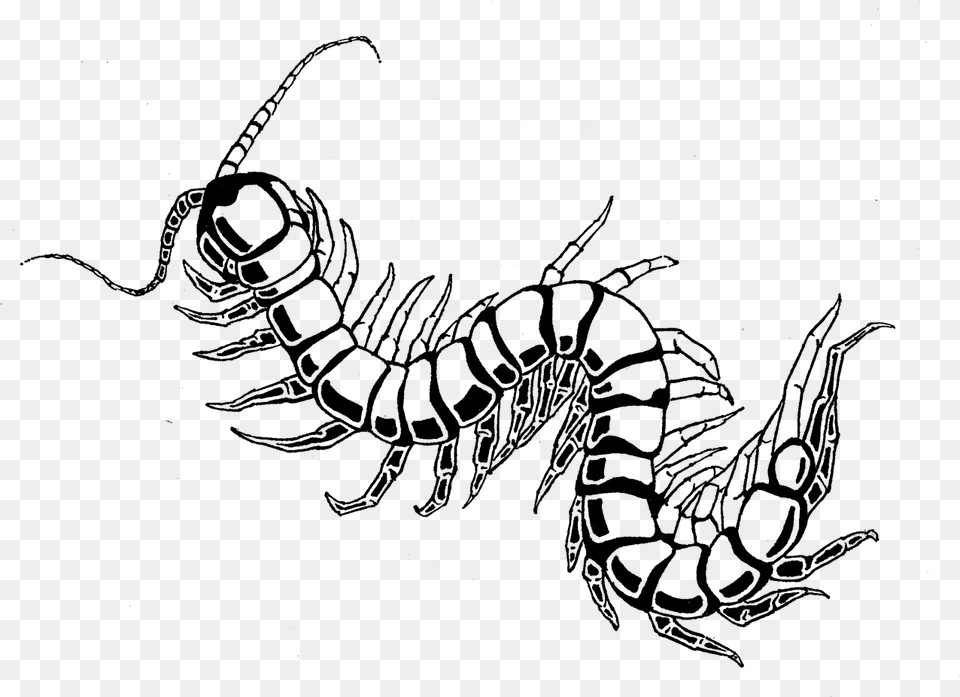 Centipede Drawing Best Draw A Centipede, Gray Free Png