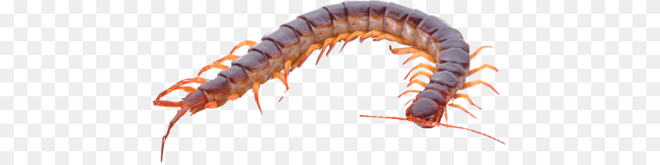 Centipede Freetoedit Hundred Legs, Animal, Food, Invertebrate, Lobster Png
