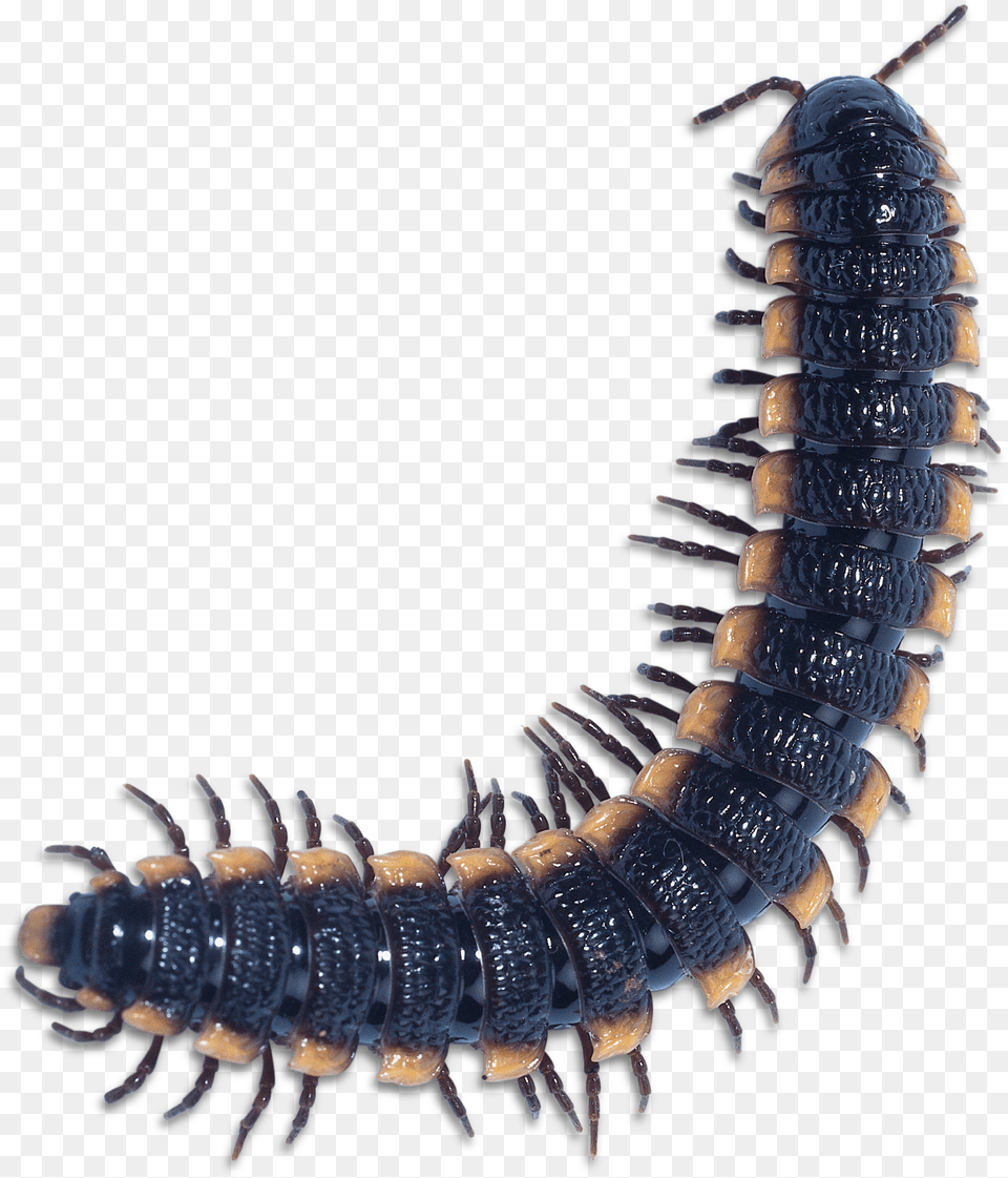Centipede Millipede, Animal, Insect, Invertebrate, Worm Free Png Download