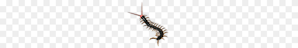 Centipede Pet, Animal, Insect, Invertebrate Free Png Download