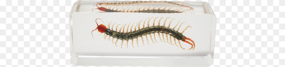 Centipede Resin Block Centipede Resin, Animal, Insect, Invertebrate Free Transparent Png