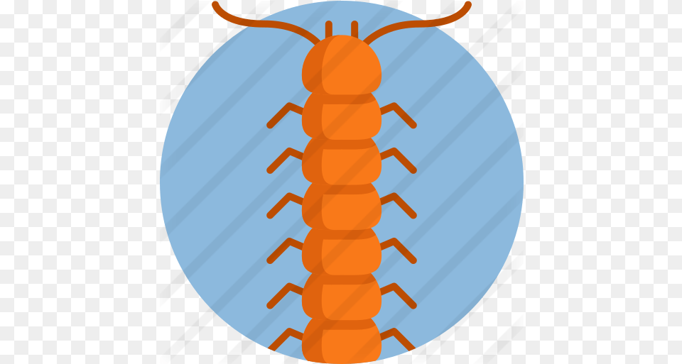 Centipede Silverfish, Animal Png Image