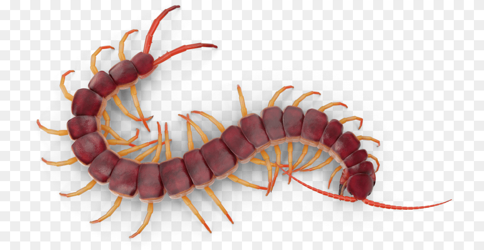 Centipede Animal, Insect, Invertebrate, Worm Free Transparent Png