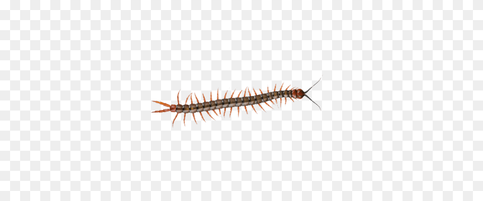 Centipede Animal, Insect, Invertebrate Free Transparent Png
