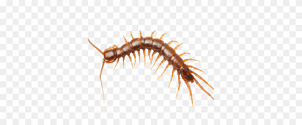 Centipedes, Animal, Insect, Invertebrate Png Image