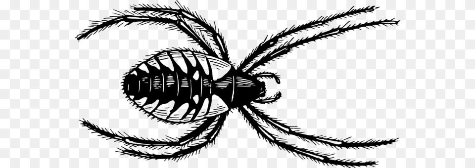 Centipedes Spider Drawing Millipedes Scolopendra, Gray Png Image