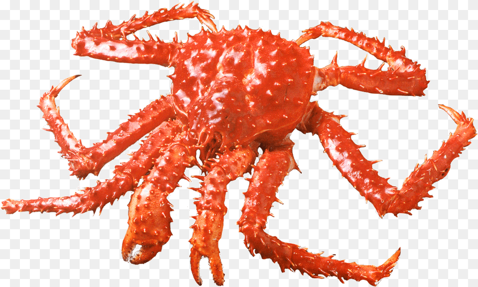 Centolla Crab South American King Crab, Animal, Food, Invertebrate, King Crab Png