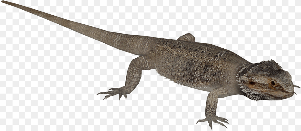 Central Bearded Dragon 3 Bearded Dragons, Animal, Lizard, Reptile, Electronics Png Image