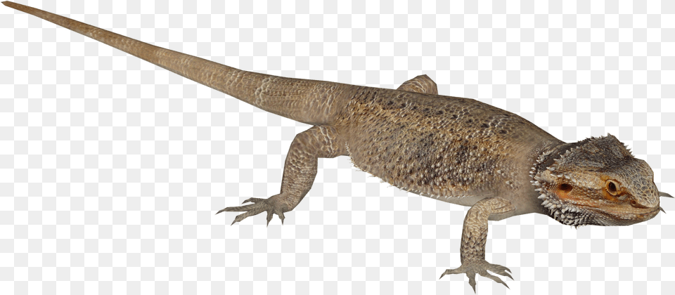 Central Bearded Dragon Agama, Animal, Lizard, Reptile, Electronics Free Transparent Png