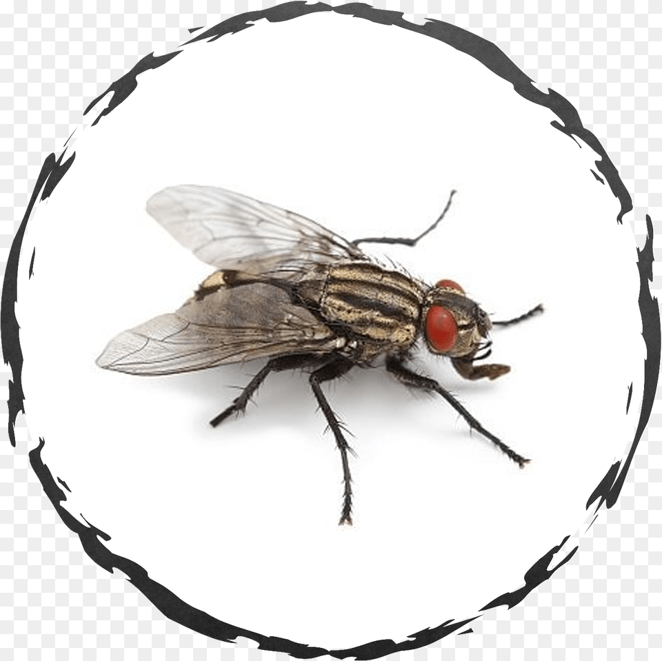 Central Exterminating Services, Animal, Fly, Insect, Invertebrate Png Image