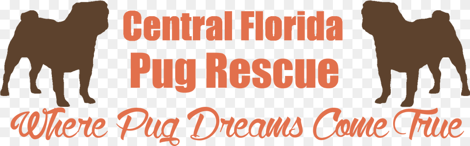 Central Florida Pug Rescue Pug Rescue Of Florida, Animal, Camel, Mammal, Person Png Image