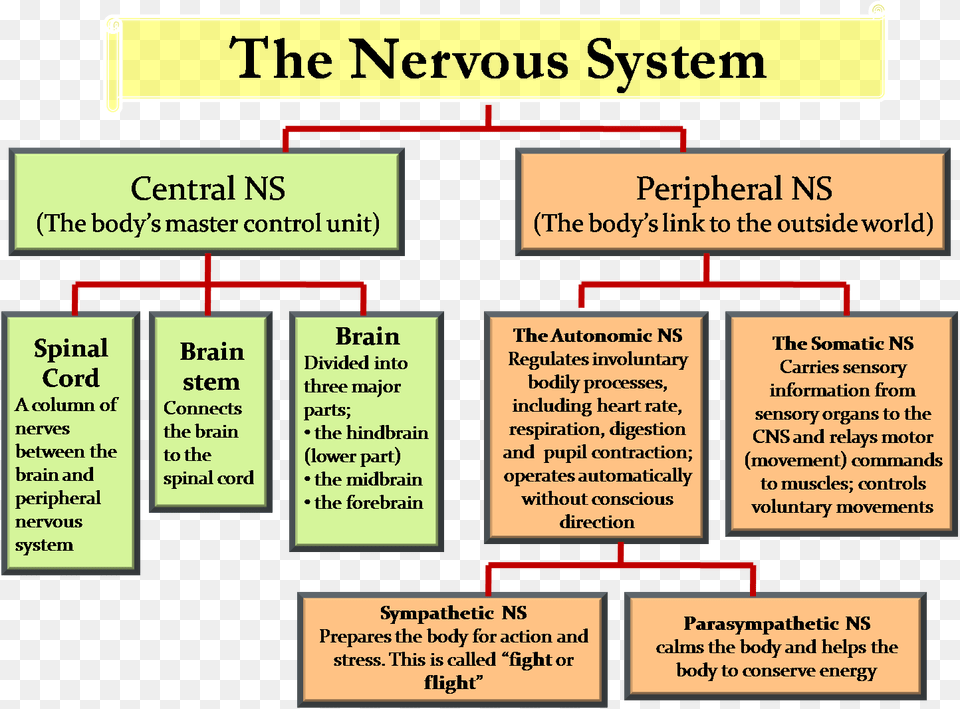 Central Nervous System Amp Peripheral Nervous System Nervous System Chart, Diagram, Uml Diagram, Text Free Png