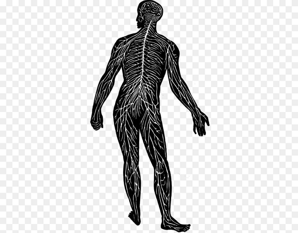 Central Nervous System Nerve Human Body Peripheral Nerves Clipart, Gray Png Image