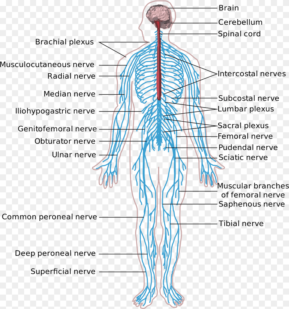 Central Nervous System Responsible, Adult, Male, Man, Person Free Transparent Png