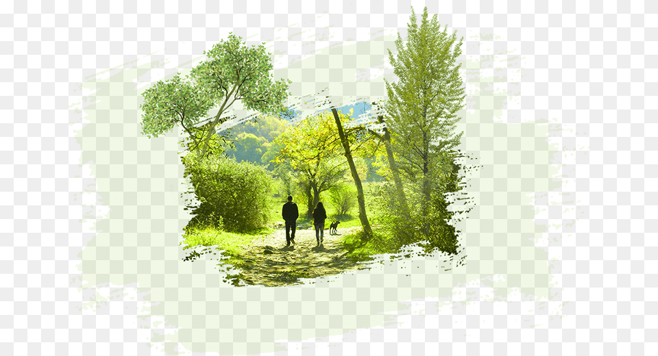 Central Park Painting, Woodland, Walking, Vegetation, Tree Free Png