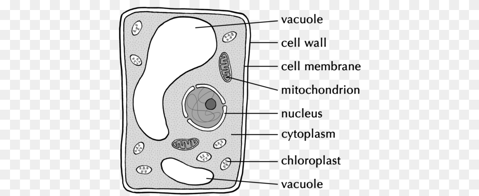 Central Vacuole Black And White, Ct Scan, Electronics, Mobile Phone, Phone Free Png Download