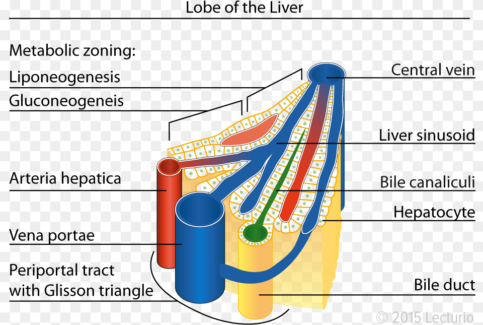 Central Vein Lobule In The Liver Amber Heard Anatomy Liver Sinusoid, Dynamite, Weapon Png Image