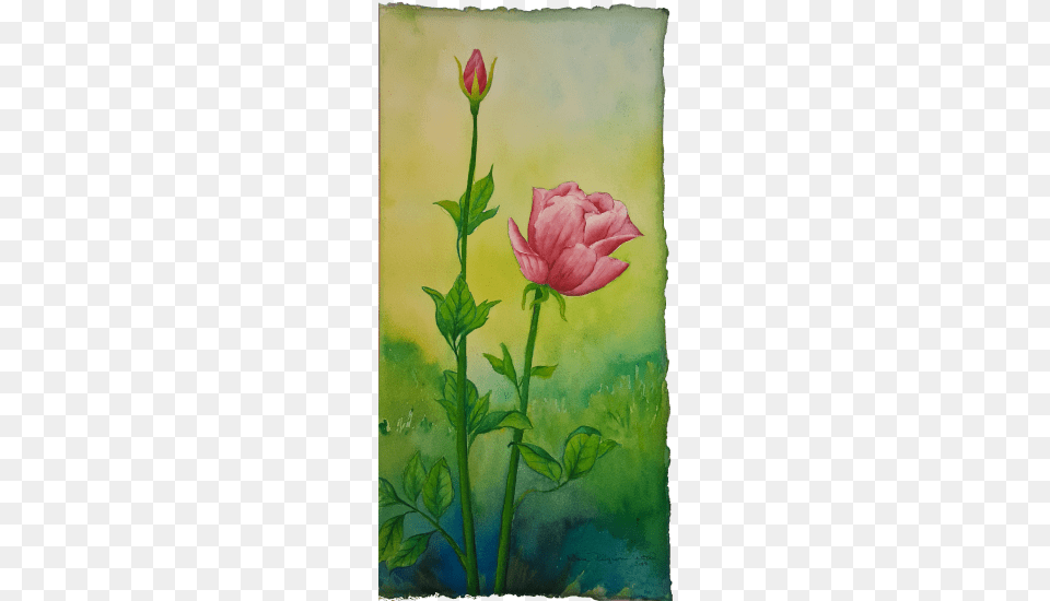 Century Watercolor Extravagana My Partner Jeff Scanned Hybrid Tea Rose, Bud, Flower, Geranium, Petal Free Transparent Png