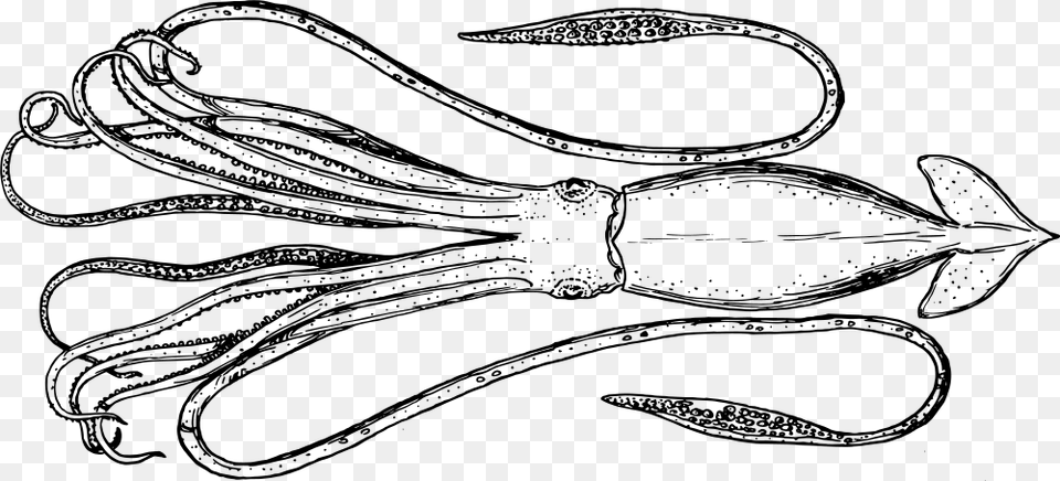 Cephalopod, Gray Png