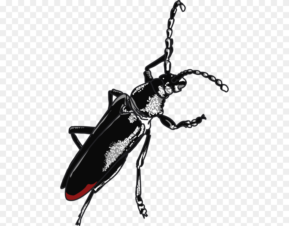 Cerambyx Cerdo Le Capricorne Zodiac Beetle, Animal, Person Free Transparent Png