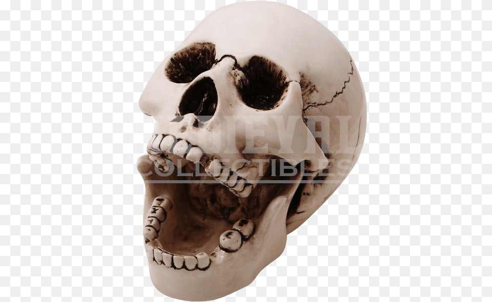Ceramic Ashtray Cc By Medieval Collectibles Human, Head, Person, Face, Adult Png