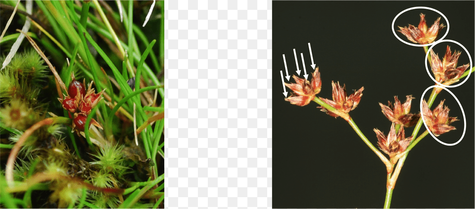 Ceratostylis, Moss, Plant, Cutlery, Grass Png Image