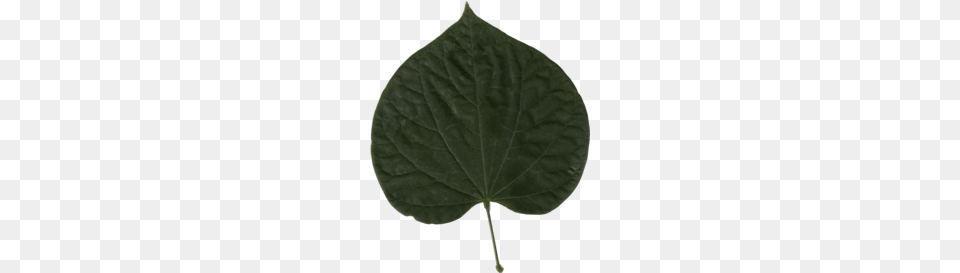 Cercis Canadensis, Leaf, Plant, Flower Png Image