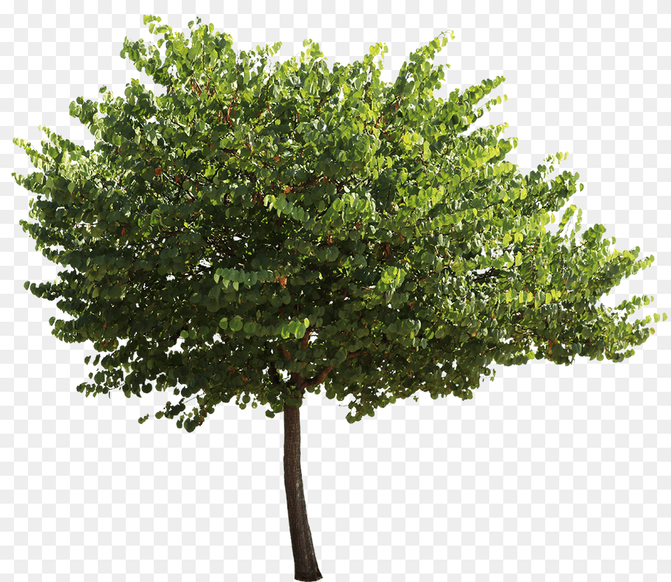 Cercis Siliquastrum, Plant, Tree, Vegetation, Leaf Png