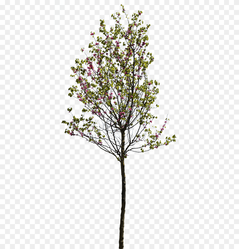 Cercis Siliquastrum Tree Cut Out, Plant, Tree Trunk, Flower, City Png