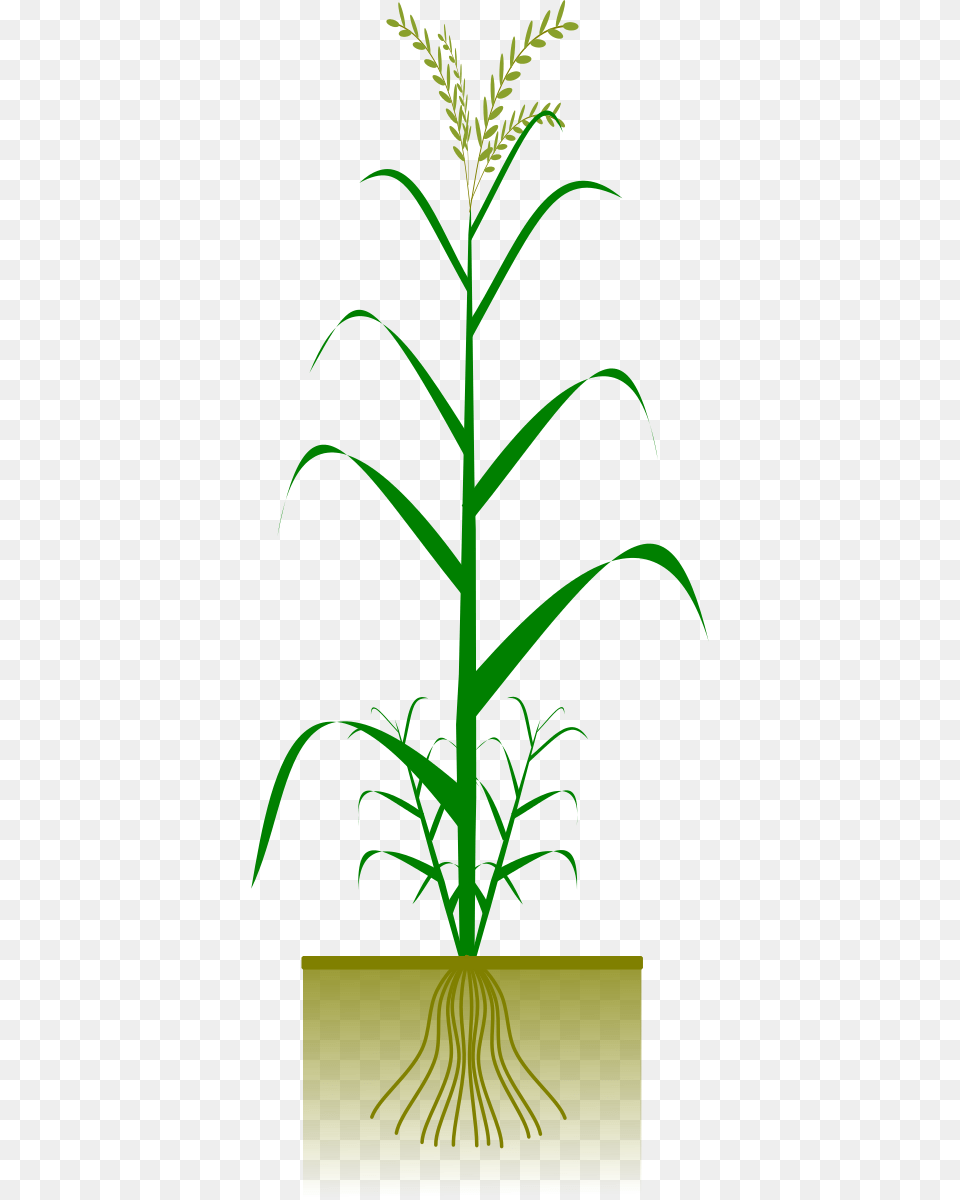 Cereal By Gsagri Science Maize Plant, Grass, Leaf, Tree, Green Png