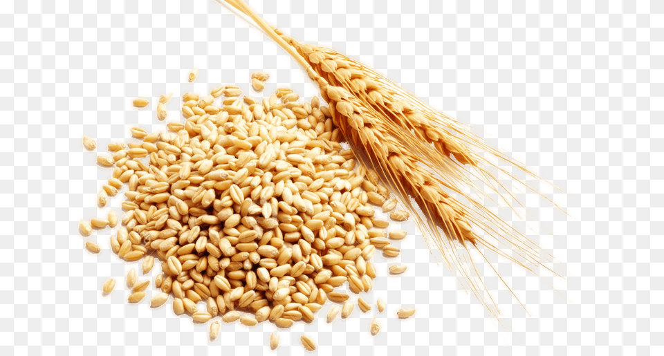 Cereal Grain Harvest Cereal Rice, Food, Produce, Wheat, Animal Png