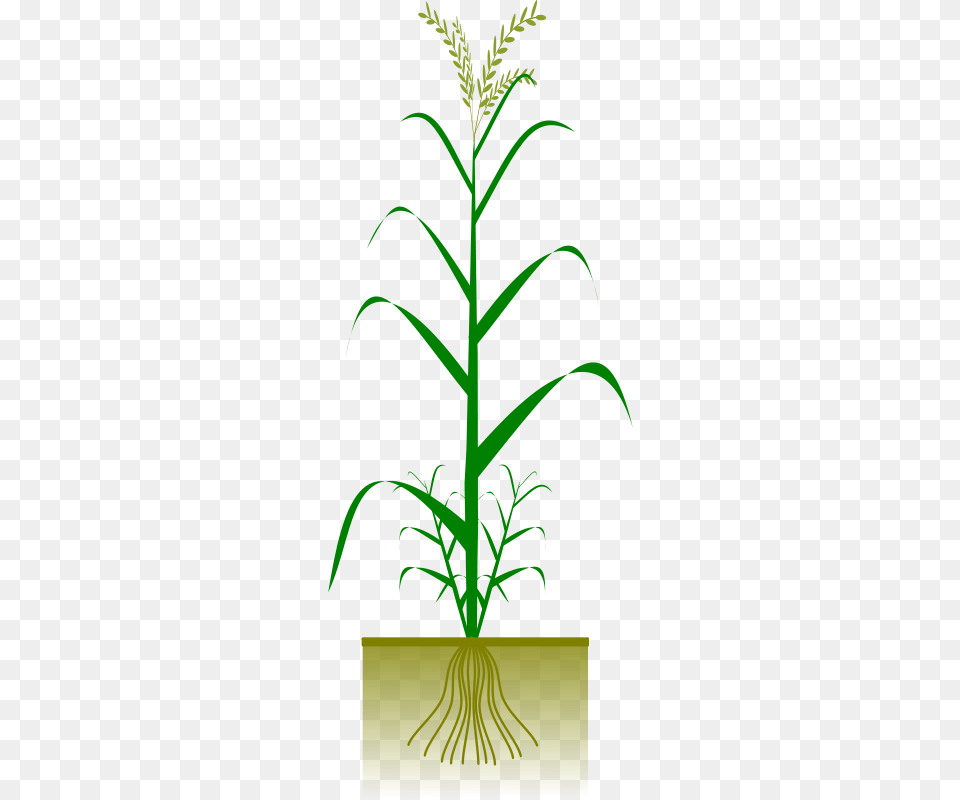 Cereal Plant, Grass, Leaf, Tree, Green Png Image
