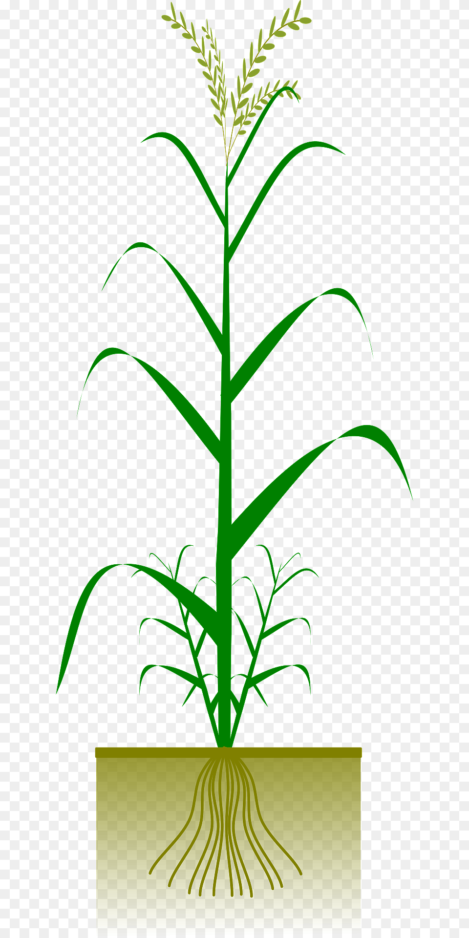 Cereal Plant Clipart, Grass, Vegetation, Leaf, Green Free Png Download