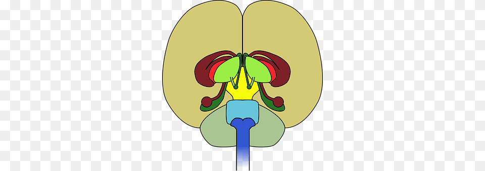 Cerebellum Cutlery, Spoon Free Png