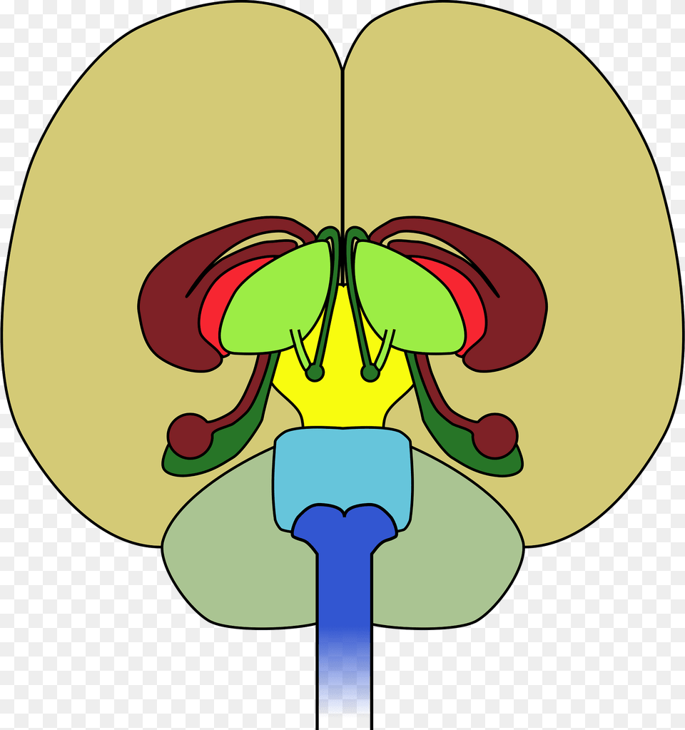 Cerebellum Clipart, Cartoon Png