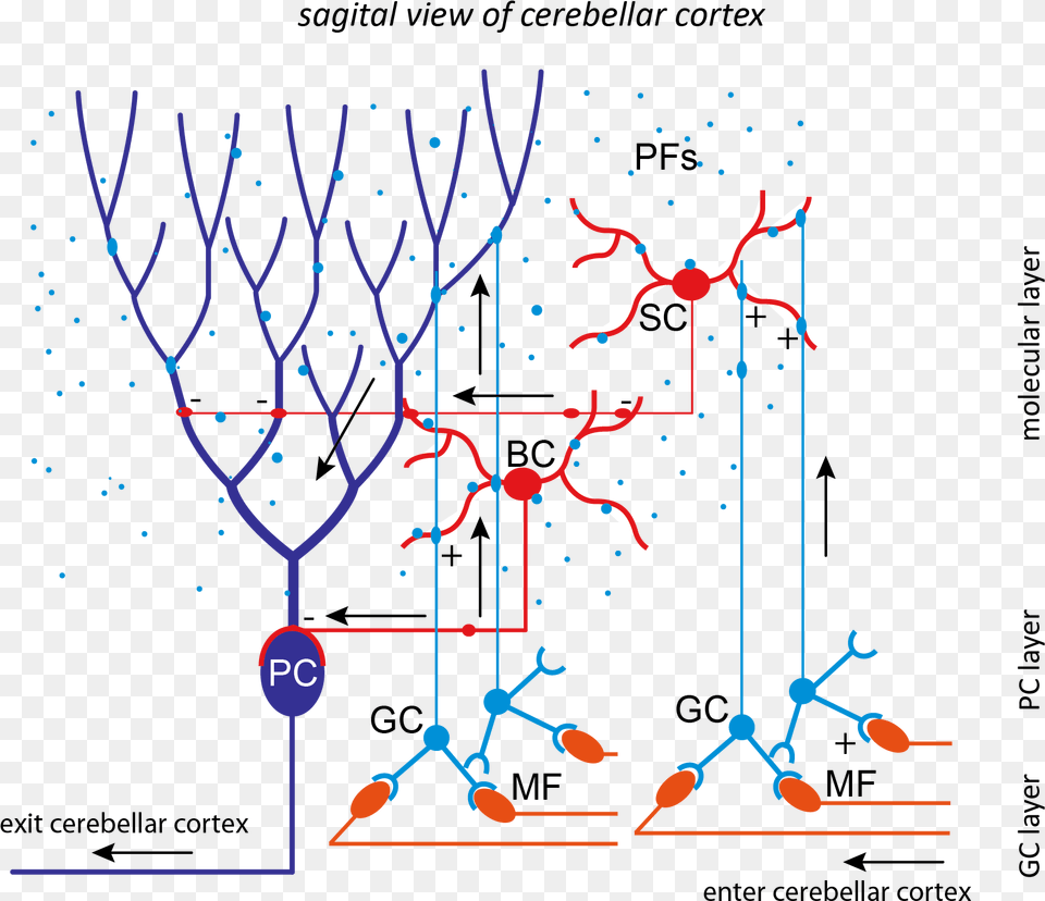 Cerebellum Neural Network Free Png